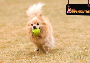 Pomeranian Boo Özellikleri Ve Bakımı