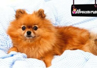 Pomeranian Cinsinde Görülen Hastalıklar