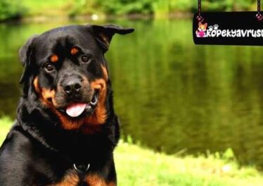 Rottweiler Ömrü Ne Kadar