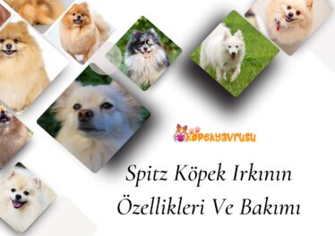 Spitz Köpek Irkının Özellikleri Ve Bakımı