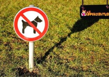 Türkiye’de Yasaklanan Köpek Cinsleri