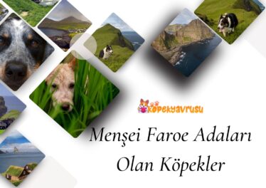 Menşei Faroe Adaları Olan Köpekler