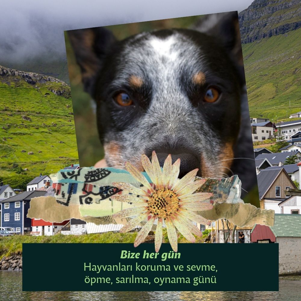 Menşei Faroe Adaları Olan Köpekler