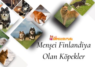 Menşei Finlandiya Olan Köpekler