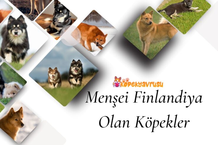 Menşei Finlandiya Olan Köpekler