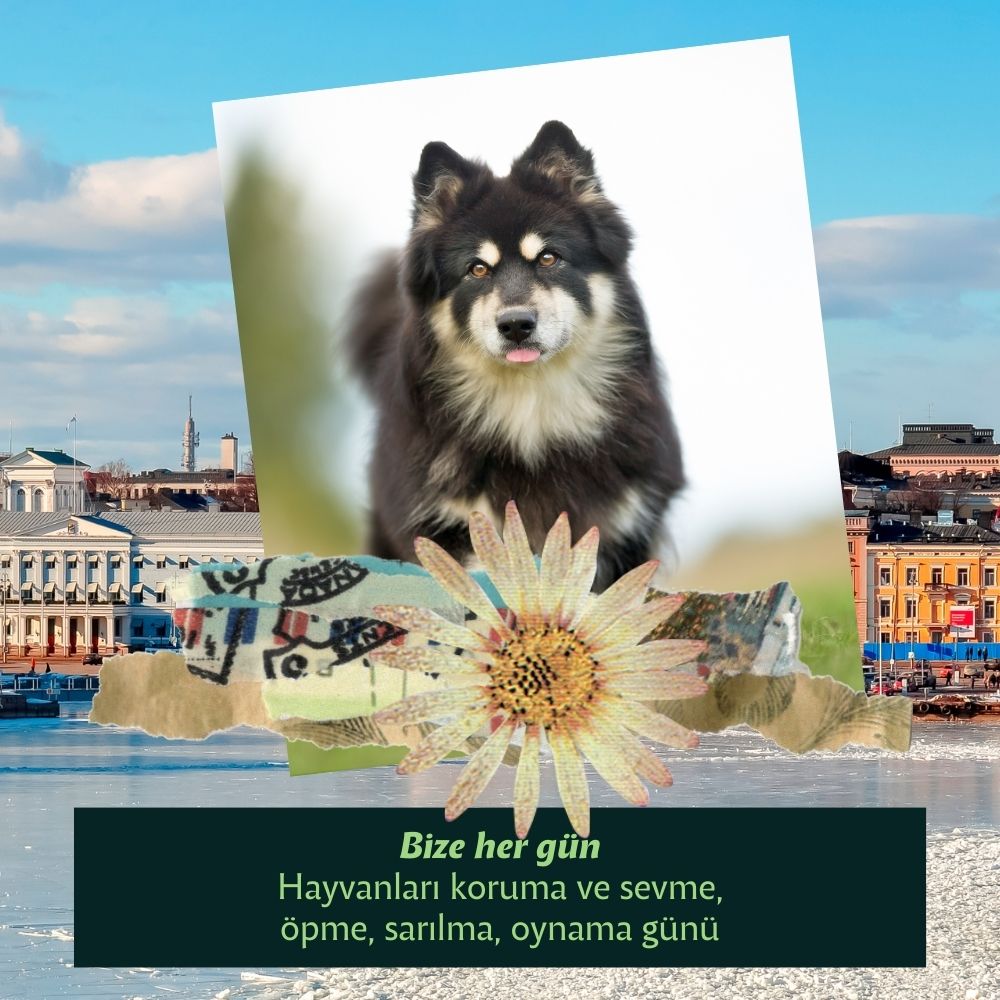 Menşei Finlandiya Olan Köpekler