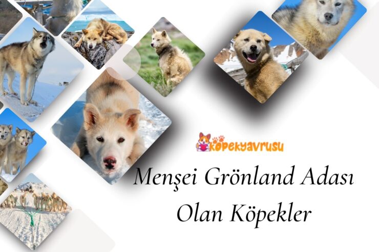 Menşei Grönland Adası Olan Köpekler