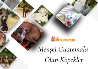Menşei Guatemala Olan Köpekler