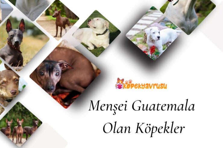 Menşei Guatemala Olan Köpekler