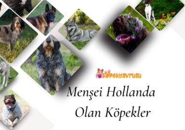 Menşei Hollanda Olan Köpekler