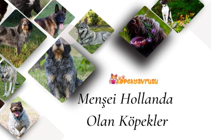 Menşei Hollanda Olan Köpekler