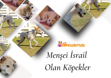 Menşei İsrail Olan Köpekler