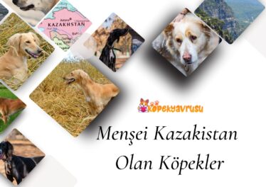Menşei Kazakistan Olan Köpekler