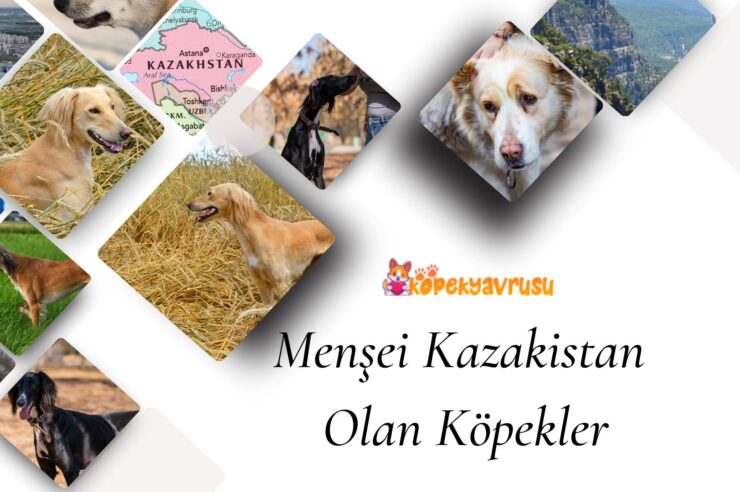 Menşei Kazakistan Olan Köpekler