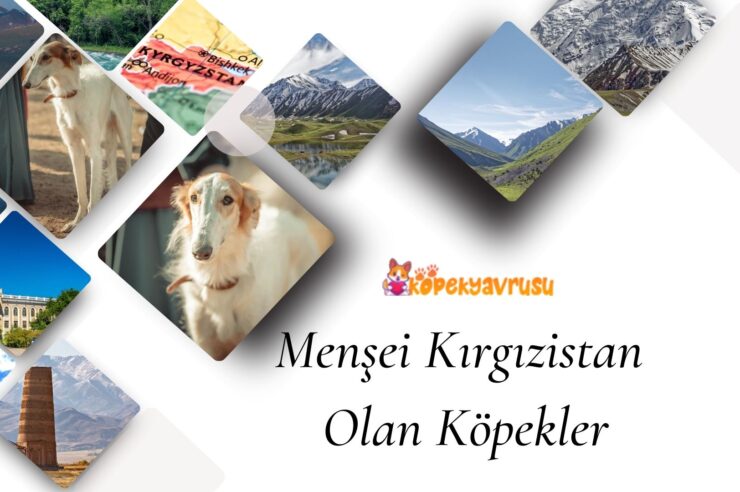 Menşei Kırgızistan Olan Köpekler