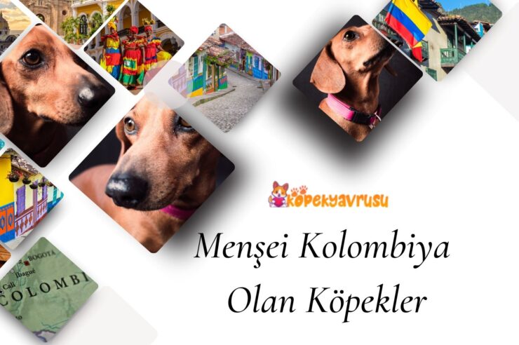 Menşei Kolombiya Olan Köpekler