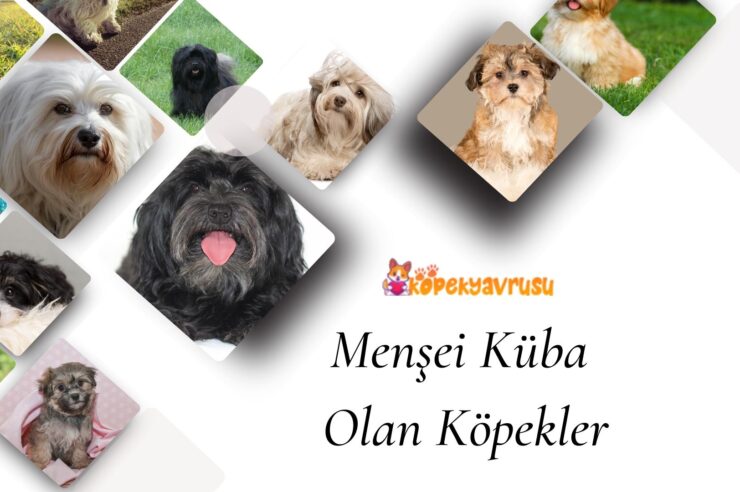 Menşei Küba Olan Köpekler