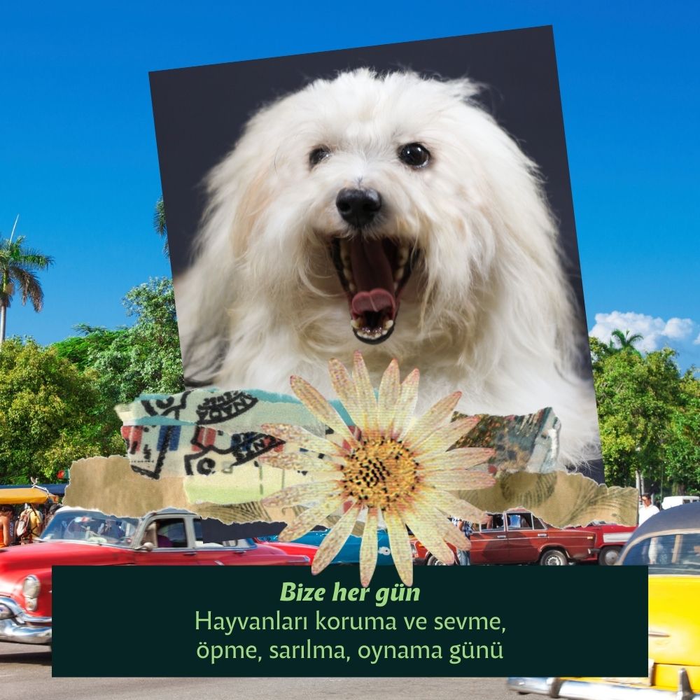 Menşei Küba Olan Köpekler