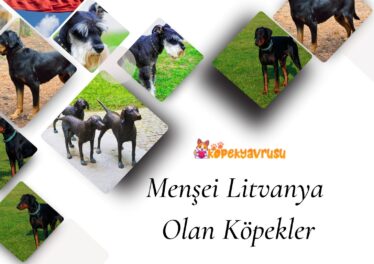 Menşei Litvanya Olan Köpekler