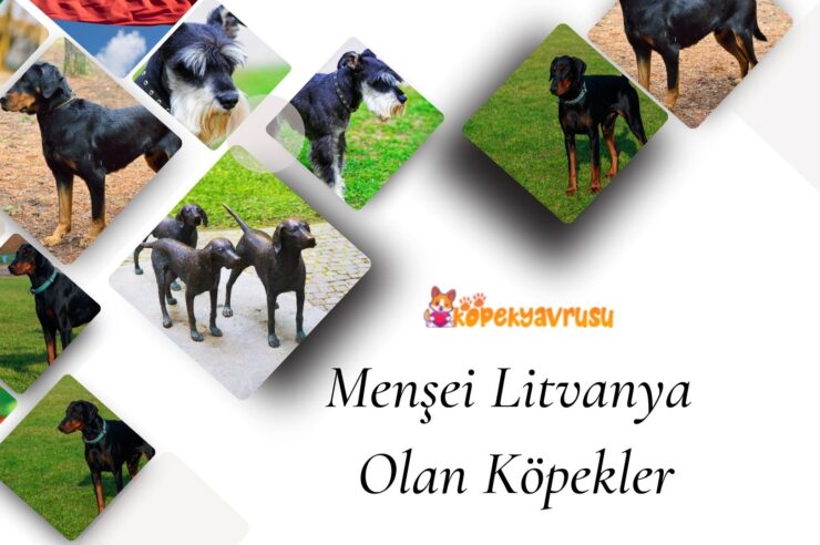 Menşei Litvanya Olan Köpekler