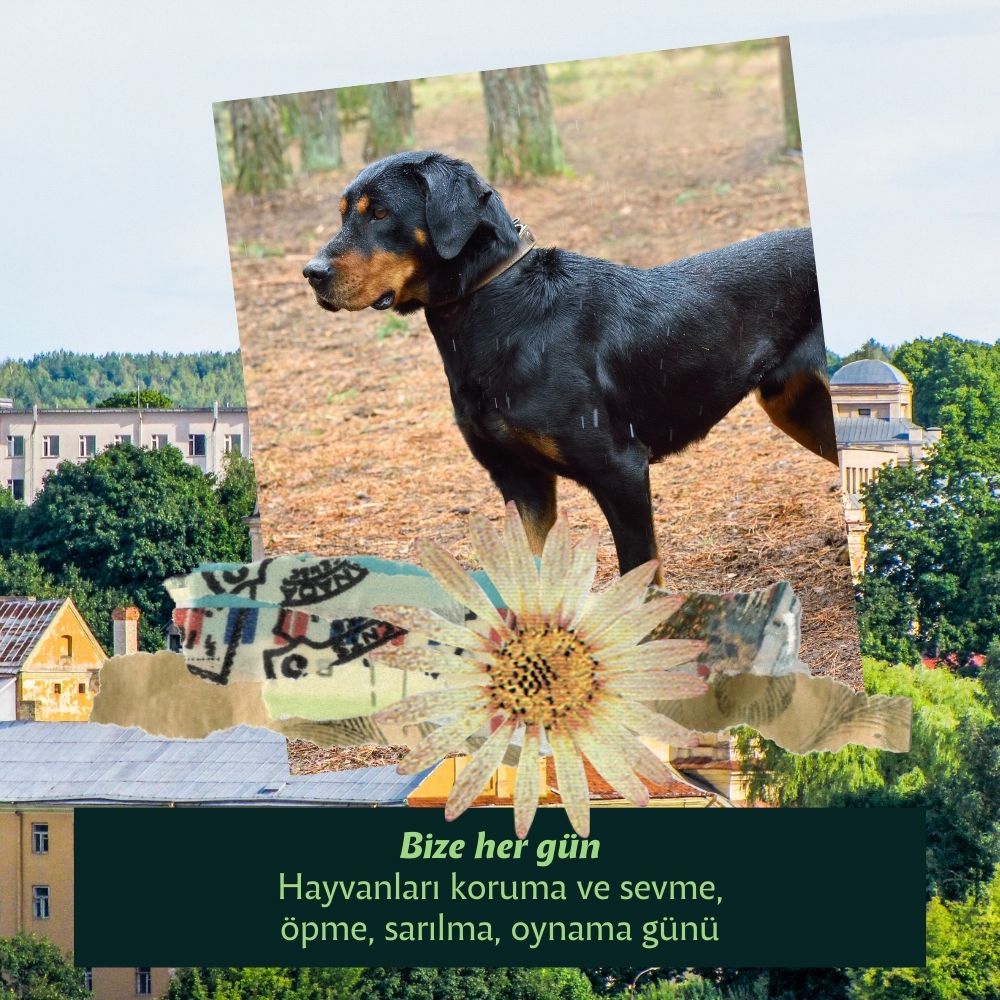 Menşei Litvanya Olan Köpekler