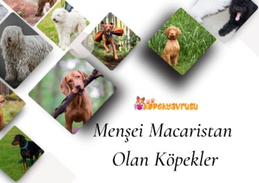 Menşei Macaristan Olan Köpekler