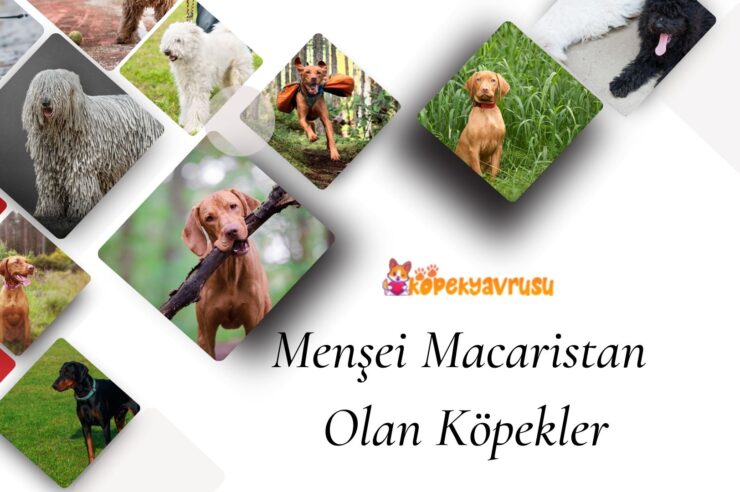 Menşei Macaristan Olan Köpekler