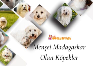 Menşei Madagaskar Olan Köpekler