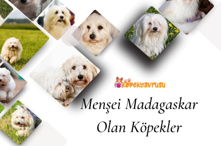 Menşei Madagaskar Olan Köpekler