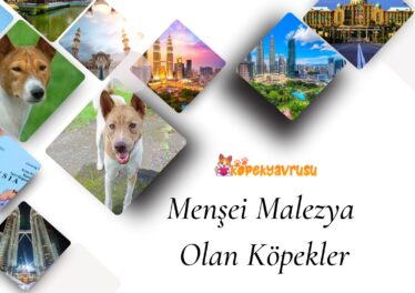 Menşei Malezya Olan Köpekler