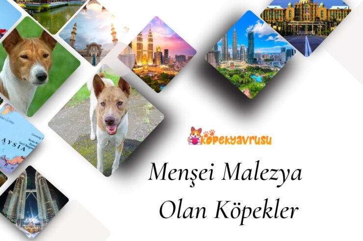 Menşei Malezya Olan Köpekler