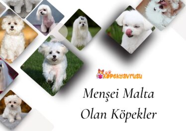 Menşei Malta Olan Köpekler