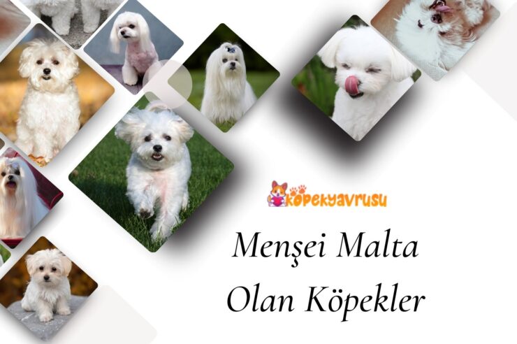 Menşei Malta Olan Köpekler