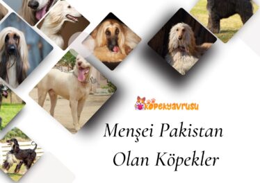 Menşei Pakistan Olan Köpekler