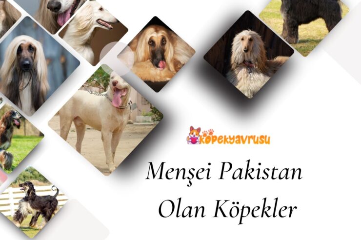 Menşei Pakistan Olan Köpekler