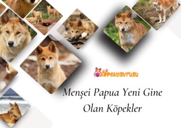 Menşei Papua Yeni Gine Olan Köpekler