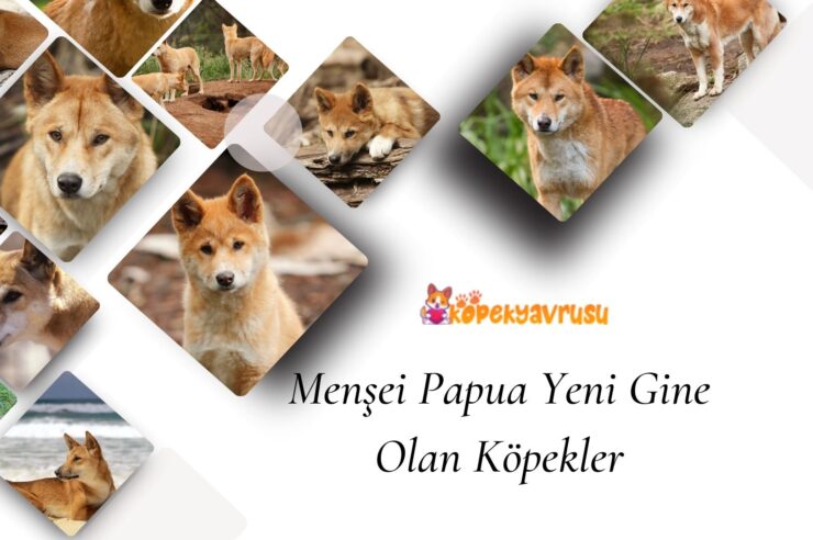 Menşei Papua Yeni Gine Olan Köpekler