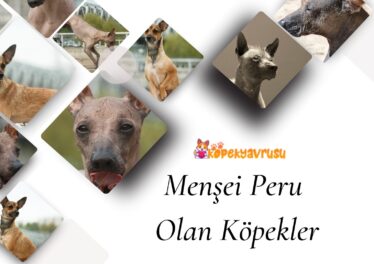 Menşei Peru Olan Köpekler