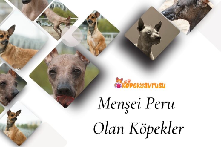 Menşei Peru Olan Köpekler