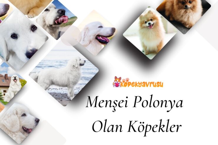 Menşei Polonya Olan Köpekler