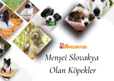 Menşei Slovakya Olan Köpekler