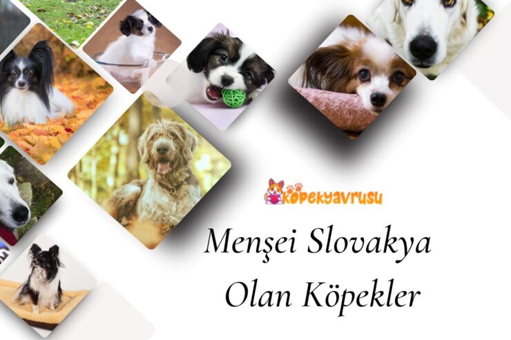 Menşei Slovakya Olan Köpekler