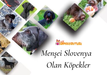 Menşei Slovenya Olan Köpekler