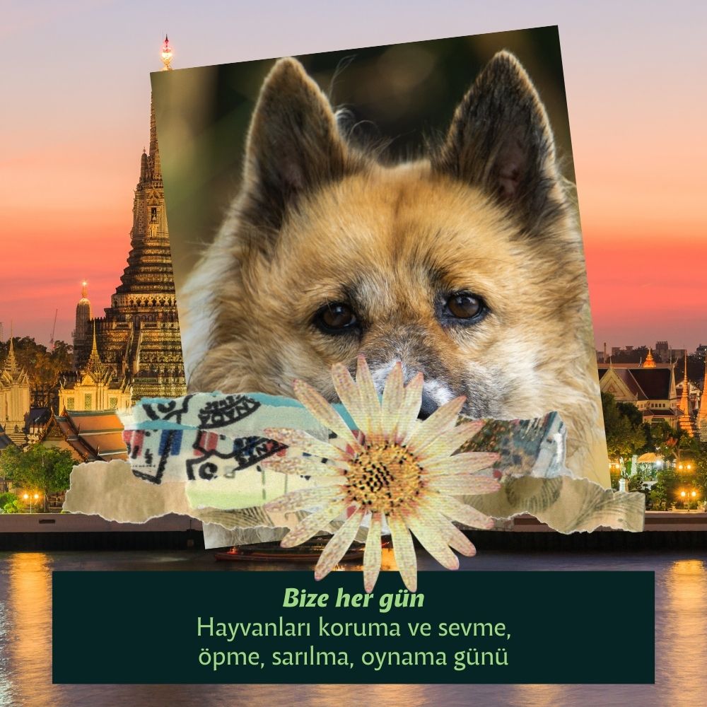 Menşei Tayland Olan Köpekler