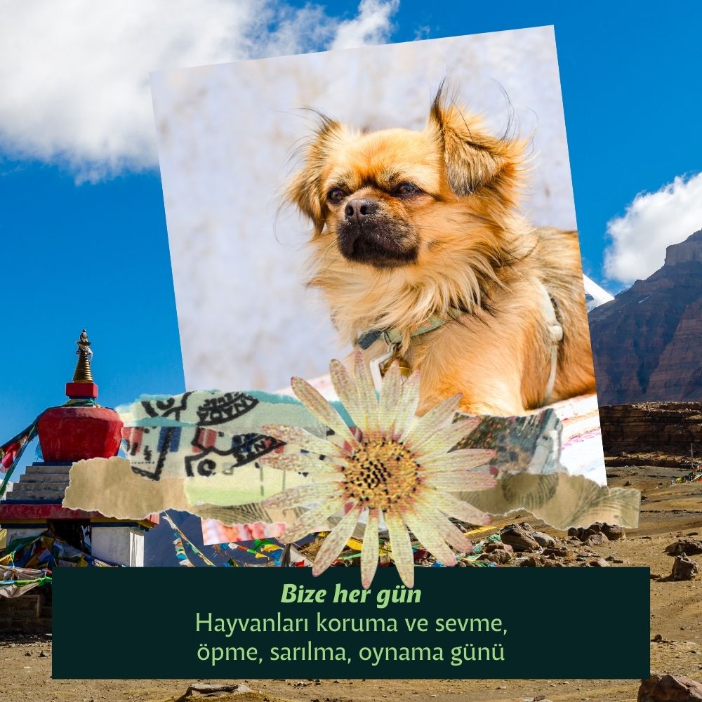 Menşei Tibet Olan Köpekler