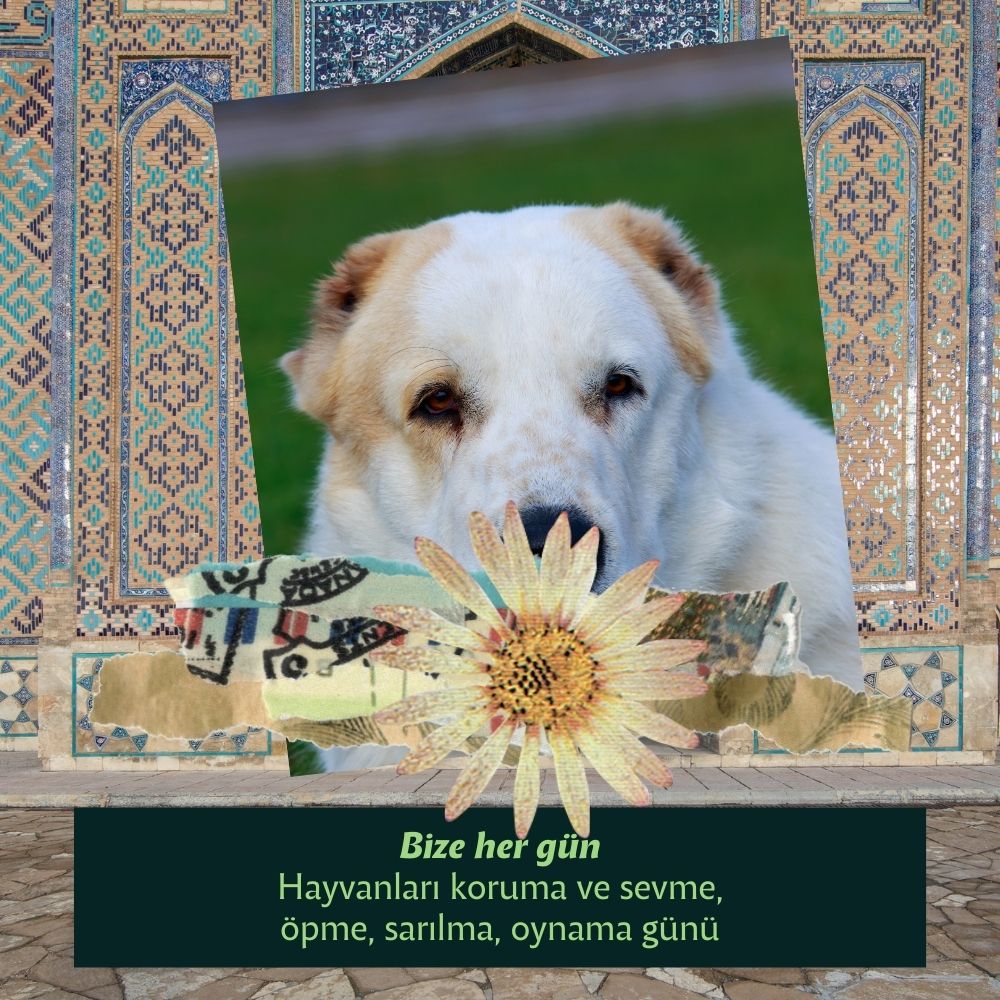 Menşei Türkistan Olan Köpekler